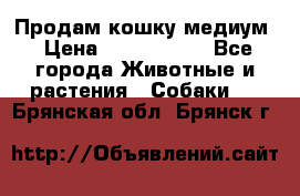 Продам кошку медиум › Цена ­ 6 000 000 - Все города Животные и растения » Собаки   . Брянская обл.,Брянск г.